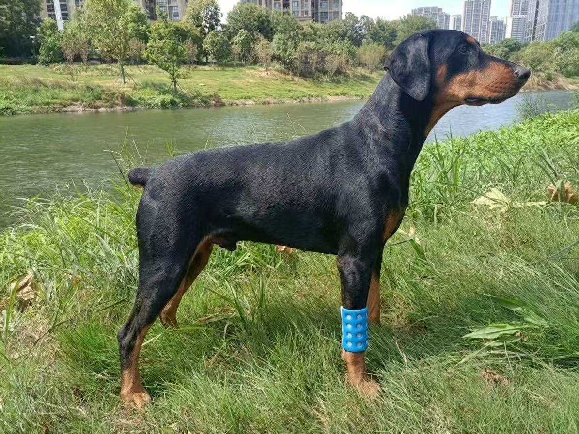 Applying a thermoplastic splint to a dog